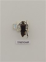 藏品(短翅天牛(微翅鋸天牛))的圖片